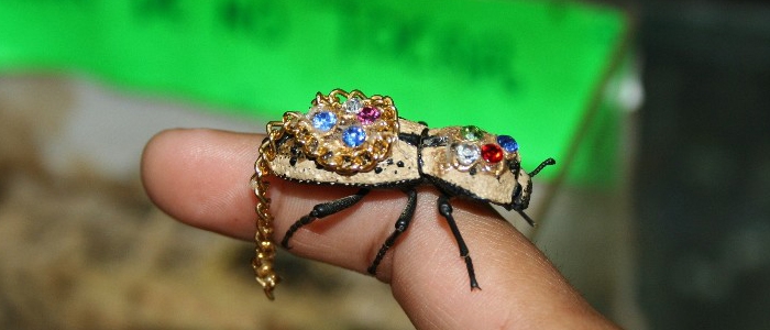 Beetles Makech - a living decoration