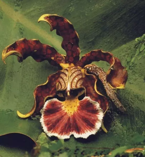 Orchid brooch design by Paulding Farnham gold enamel diamonds Tiffany Co one of the models for the 1889 exhibition.