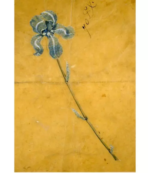 Sketch for an Iris corsage brooch Paulding Farnham watercolor on tracing paper circa 1900 from the collection of the Walters Art Museum.